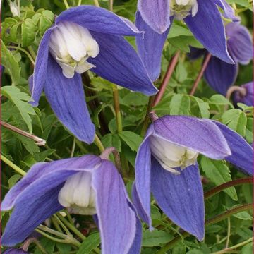 Clematis 'Frances Rivis' (A)