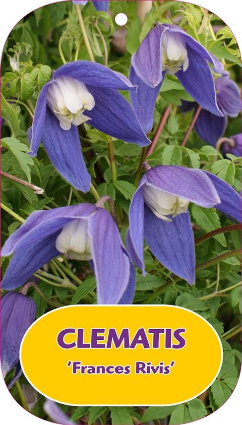 Clematis 'Францес Ривис' (A)