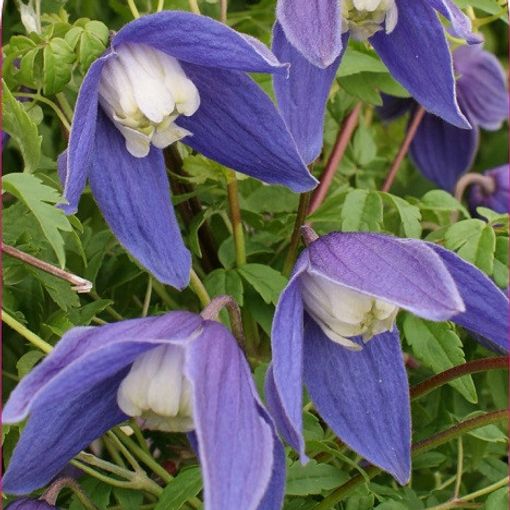 Clematis 'Frances Rivis' (A)