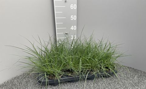 Pennisetum alopecuroides 'Литл Банни'