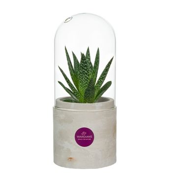 Arrangement Terrarium