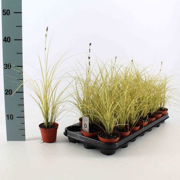 Carex brunnea 'Jenneke'