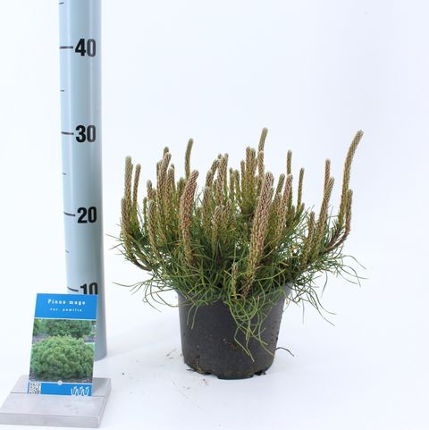 Pinus mugo pumilio