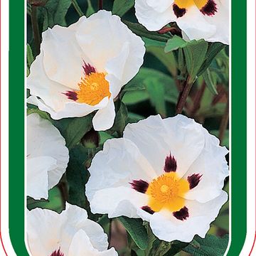 Cistus x loretii