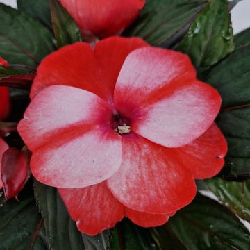 Impatiens COLORPOWER CORAL FLAME