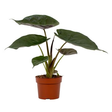 Alocasia wentii