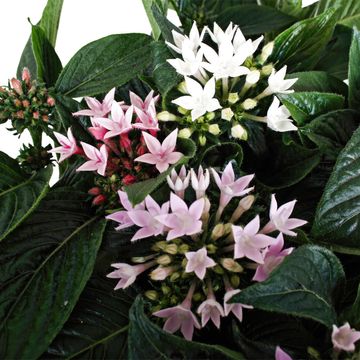 Pentas lanceolata STARCLUSTER MIX