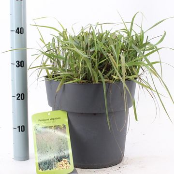 Panicum virgatum 'Prairie Sky'