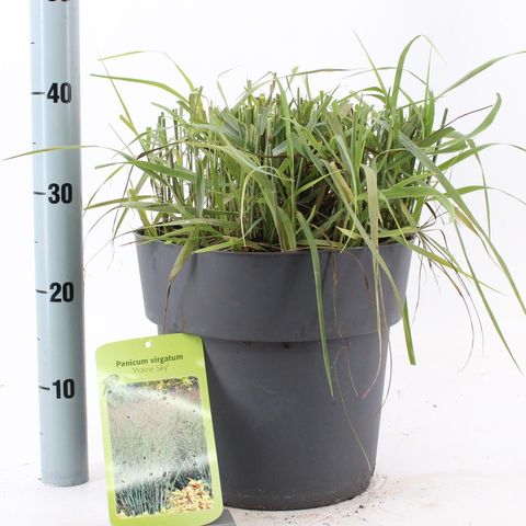 Panicum virgatum 'Prairie Sky'