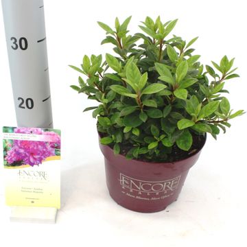 Rhododendron ENCORE AUTUMN MAJESTY