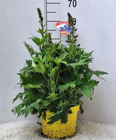 Delphinium MAGIC FOUNTAINS MIX