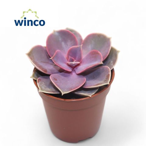 Echeveria 'Perle von Nürnberg'