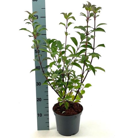 Viburnum x bodnantense 'Dawn'