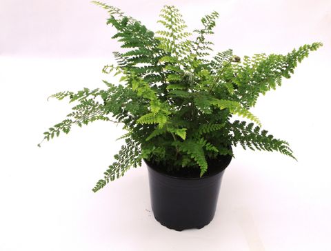 Polystichum setiferum 'Proliferum'