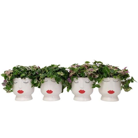 Rośliny doniczkowe﻿ MIX