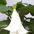 Brugmansia MIX