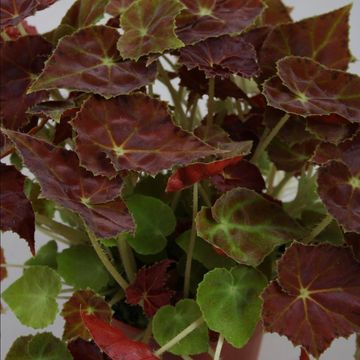Begonia BELEAF AMBER LOVE