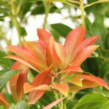 Pieris japonica 'Valley Valentine'