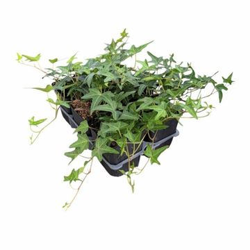 Hedera helix 'Sagittifolia'