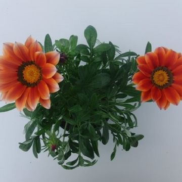 Gazania rigens 'New Day Bronze Shades'