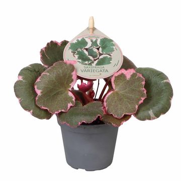 Saxifraga stolonifera Variegata