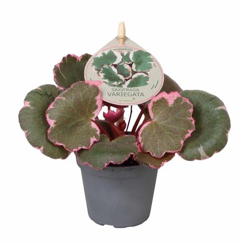 Saxifraga stolonifera Variegata