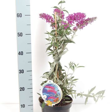 Buddleja davidii 'Nanho Purple'