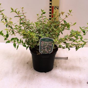 Abelia x grandiflora 'Radiance'