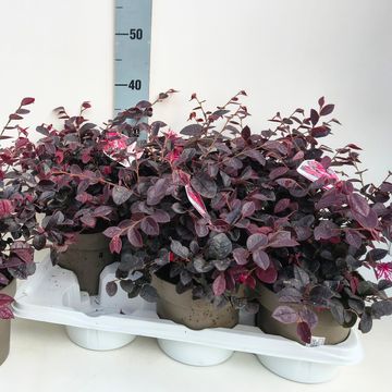Loropetalum chinense PLUM GORGEOUS