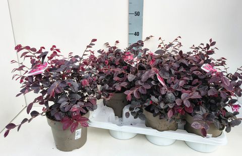 Loropetalum chinense PLUM GORGEOUS