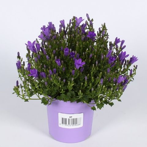 Campanula portenschlagiana AMBELLA INTENS PURPLE — Plant Wholesale ...