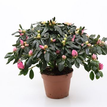 Rhododendron 'Michelle-Marie'