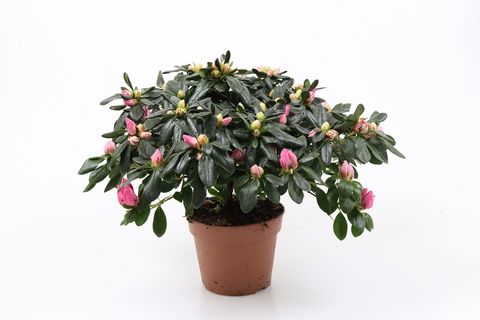 Rhododendron 'Michelle-Marie'