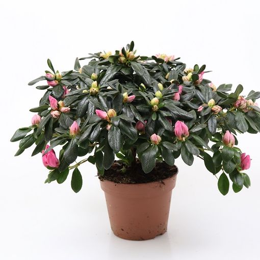 Rhododendron 'Michelle-Marie'