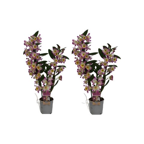 Dendrobium nobile CLASSIC BRIGHT EYES