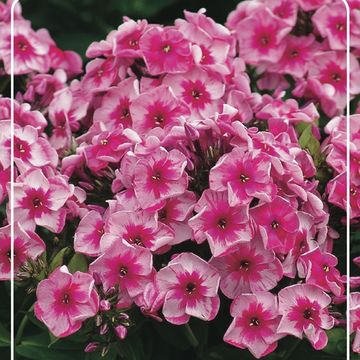 Phlox STARS AND STRIPES