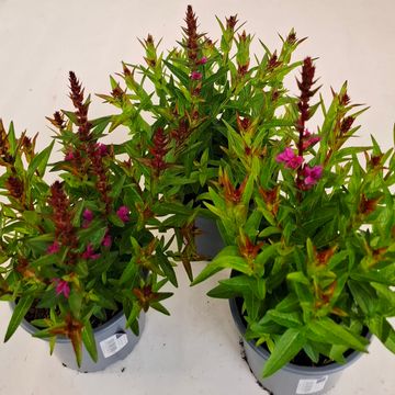 Lythrum salicaria 'Robin'