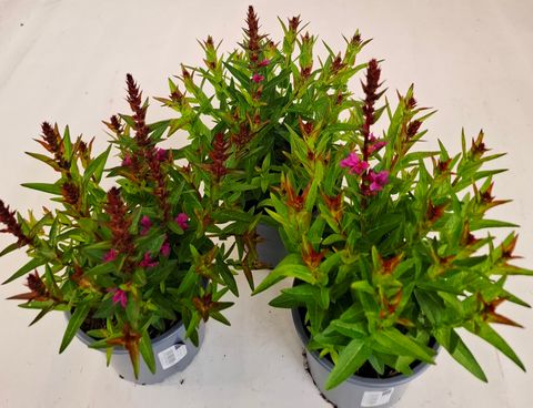Lythrum salicaria 'Robin'