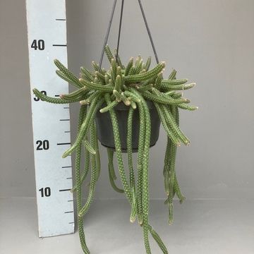 Chamaecereus luisramirezii