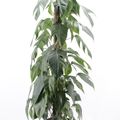 Epipremnum pinnatum 'Variegata'