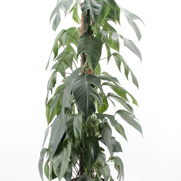 Epipremnum pinnatum