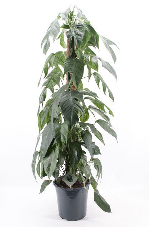 Epipremnum pinnatum