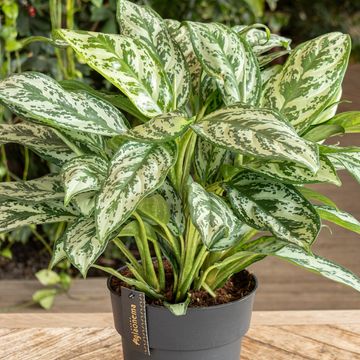 Aglaonema 'Laurel Green'