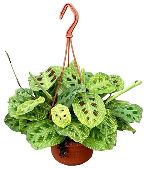 Maranta 'Light Veins'