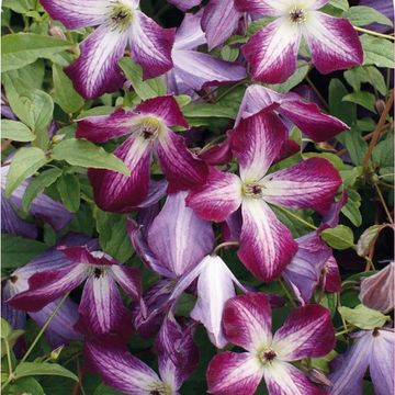 Clematis 'Walenburg' (Vt)