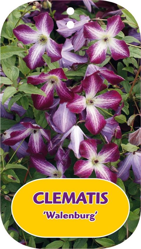 Clematis 'Walenburg' (Vt)