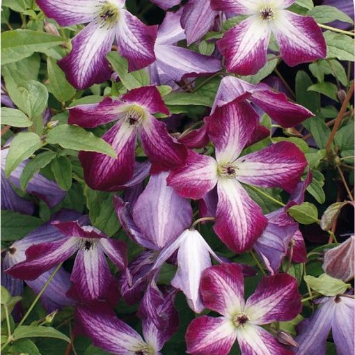 Clematis 'Walenburg' (Vt)