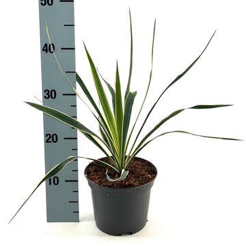 Yucca filamentosa 'Bright Edge'