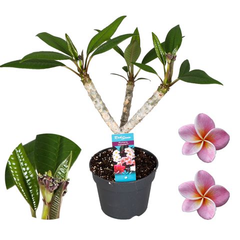 Plumeria rubra 'Hawaiian Opal Pink'