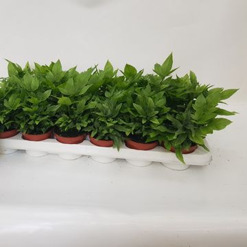 Pteris cretica 'Parkeri'